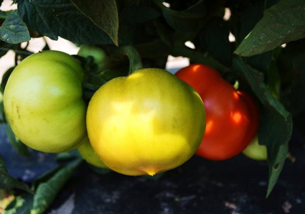 Tomato