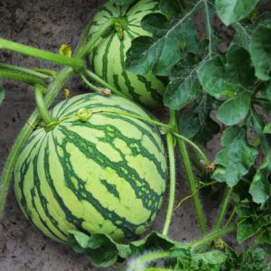 Yellow Flesh Watermelon 5 ct.