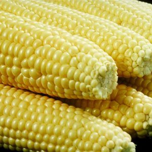 Corn (Yellow)