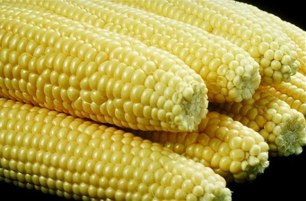 Corn (Yellow)