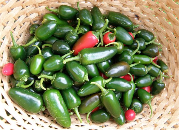 Jalapeno