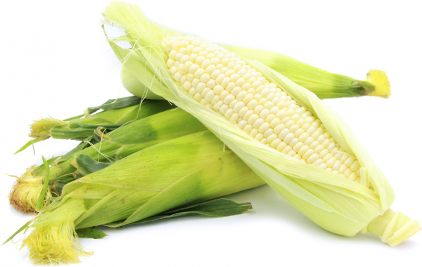 Corn (White)