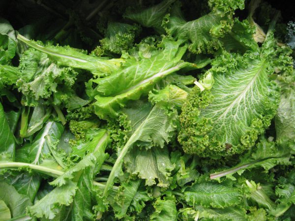 Mustard Greens (Curly)