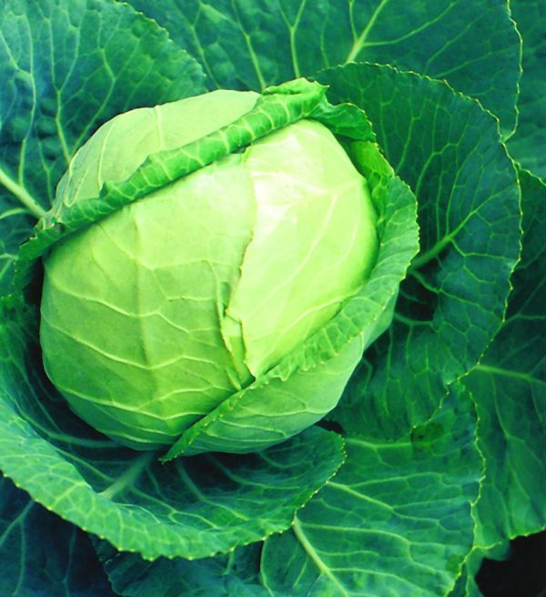 Cabbage (round)
