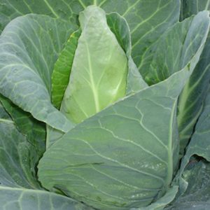 Cabbage (sharphead)