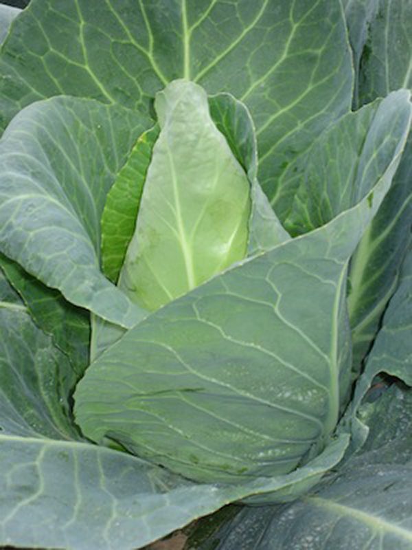 Cabbage (sharphead)