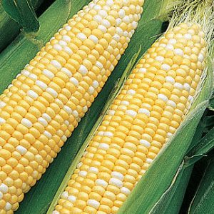Corn (Bi-Color)