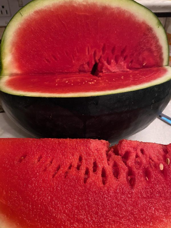 Black Jack Watermelon 45 ct.