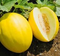 Yellow Canary Melons 5-6 ct.